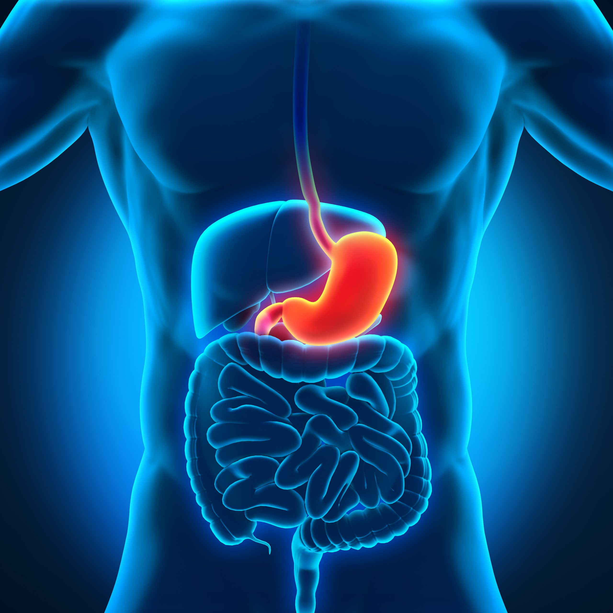 Supporting Stomach Health: Understanding the Science Behind Digestion