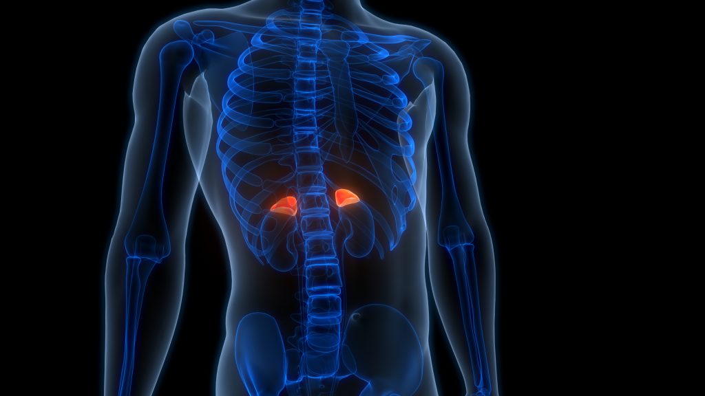 Adrenal Fatigue: The Hidden Link Behind Peri-menopause Symptoms