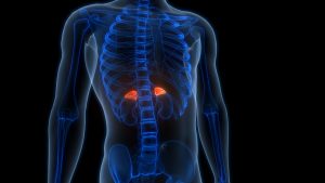 Adrenal Fatigue: The Hidden Link Behind Peri-menopause Symptoms