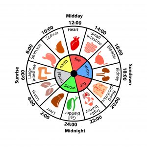 The Meridian Clock: How Your Body’s Energy Shifts Every Two Hours